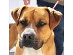 Adopt Kevin a Mastiff, Boxer