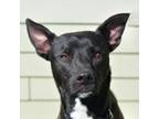 Adopt Diesel a Mixed Breed