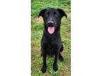 Adopt Moose (HW-) a Retriever, Mixed Breed