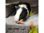 Adopt Neptune a Guinea Pig