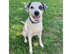 Adopt McCormick a Labrador Retriever