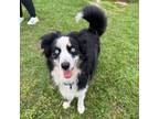 Adopt Bandit a Australian Shepherd