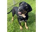 Adopt Chad a Labrador Retriever, Mixed Breed