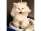 Adopt Cleo a Persian