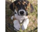 Adopt Schmidt a Beagle, Hound
