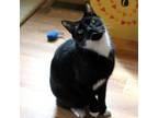 Adopt Jack a Domestic Short Hair