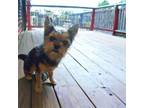 Adopt Gru a Yorkshire Terrier