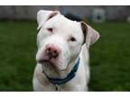 Adopt TOFU a Pit Bull Terrier, Mixed Breed