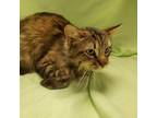 Adopt Mittens 1/3 a Domestic Long Hair