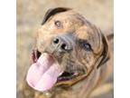 Adopt Spike a Mixed Breed