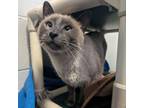 Adopt Whit-Foster a Domestic Short Hair