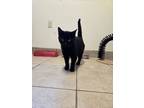 Adopt Felix a Domestic Short Hair