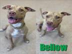 Adopt BELLOW a Pit Bull Terrier, Mixed Breed