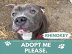 Adopt RHINOKEY a Pit Bull Terrier, Mixed Breed