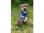 Adopt Culver 123005 a Boxer, Mixed Breed