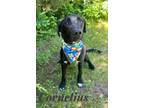 Adopt Cornelius 29958 a Labrador Retriever