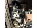 Adopt Brisket CI 8 a Domestic Short Hair