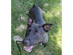 Adopt Alvin a Labrador Retriever, Pit Bull Terrier