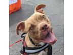 Adopt Prince #2 a Pit Bull Terrier