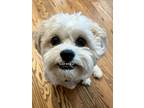 Adopt Ernie a Bichon Frise, Shih Tzu