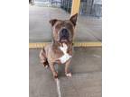 Adopt Yeti a Pit Bull Terrier