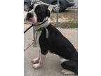 Adopt Peter a Pit Bull Terrier