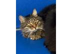 Adopt Cam a Domestic Long Hair, Domestic Short Hair