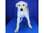 Adopt Raine- 032904S a Husky, Labrador Retriever