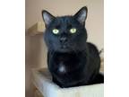 Adopt Rhett a Domestic Short Hair