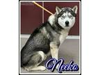 Adopt Neeko a Siberian Husky