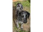 Adopt Doc a Australian Shepherd, Poodle