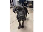 Adopt Ross a Labrador Retriever, German Shepherd Dog