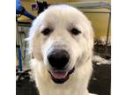 Adopt Larry a Great Pyrenees