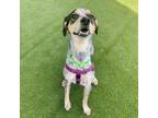 Adopt Jeb a Coonhound, Mixed Breed