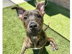 Adopt JAMES a American Staffordshire Terrier, Mixed Breed