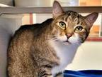 Adopt HENDRICKS a Domestic Short Hair