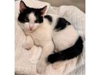 Adopt Gulliver a Domestic Short Hair