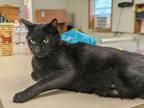 Adopt Presto a Domestic Short Hair