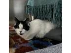 Adopt Oreo Pepper a Domestic Long Hair