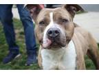 Adopt Rondo a Pit Bull Terrier