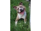 Adopt Rondo a Pit Bull Terrier