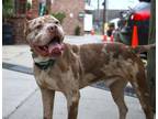 Adopt Rocco a Pit Bull Terrier