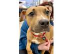 Adopt Plantain a Pit Bull Terrier, Mixed Breed