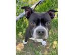 Adopt Niko a Pit Bull Terrier, Mixed Breed