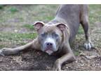 Adopt Tipper a Pit Bull Terrier