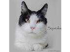 Adopt Squeaks a Domestic Short Hair