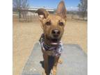 Adopt Eric a Australian Kelpie, Husky