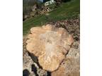 Maple Trunk Slabs