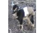 Nigerian-pigmy goat