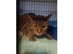 Adopt Caspian a Domestic Short Hair